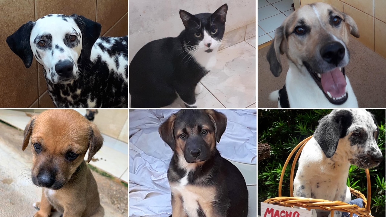 Adoção Cachorros e Gatos Rio de Janeiro, ONG Indefesos