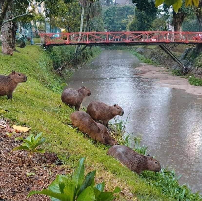 Você conhece mesmo as capivaras ?