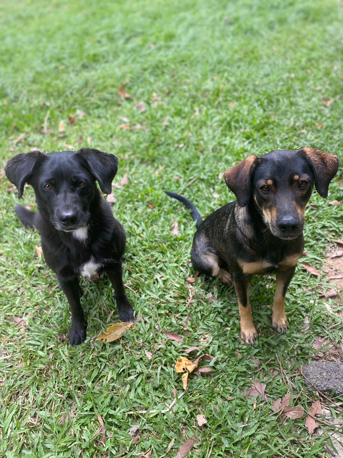 Lucky e Iran Sou Petrópolis