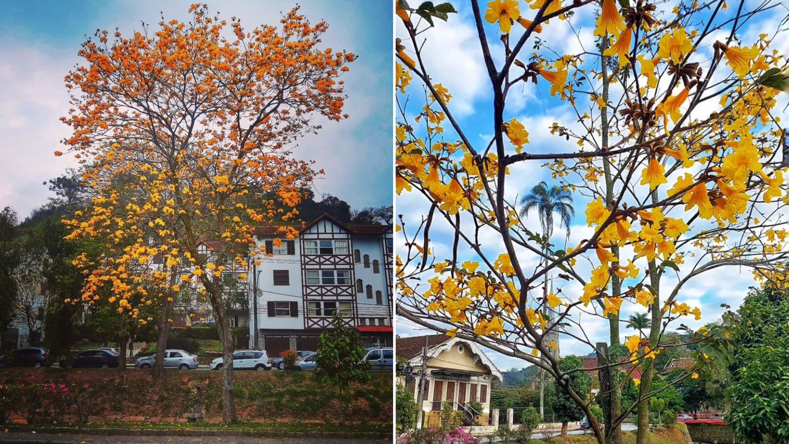 Florada Dos Ip S Amarelos Come A A Colorir O Cen Rio De Petr Polis Sou Petr Polis