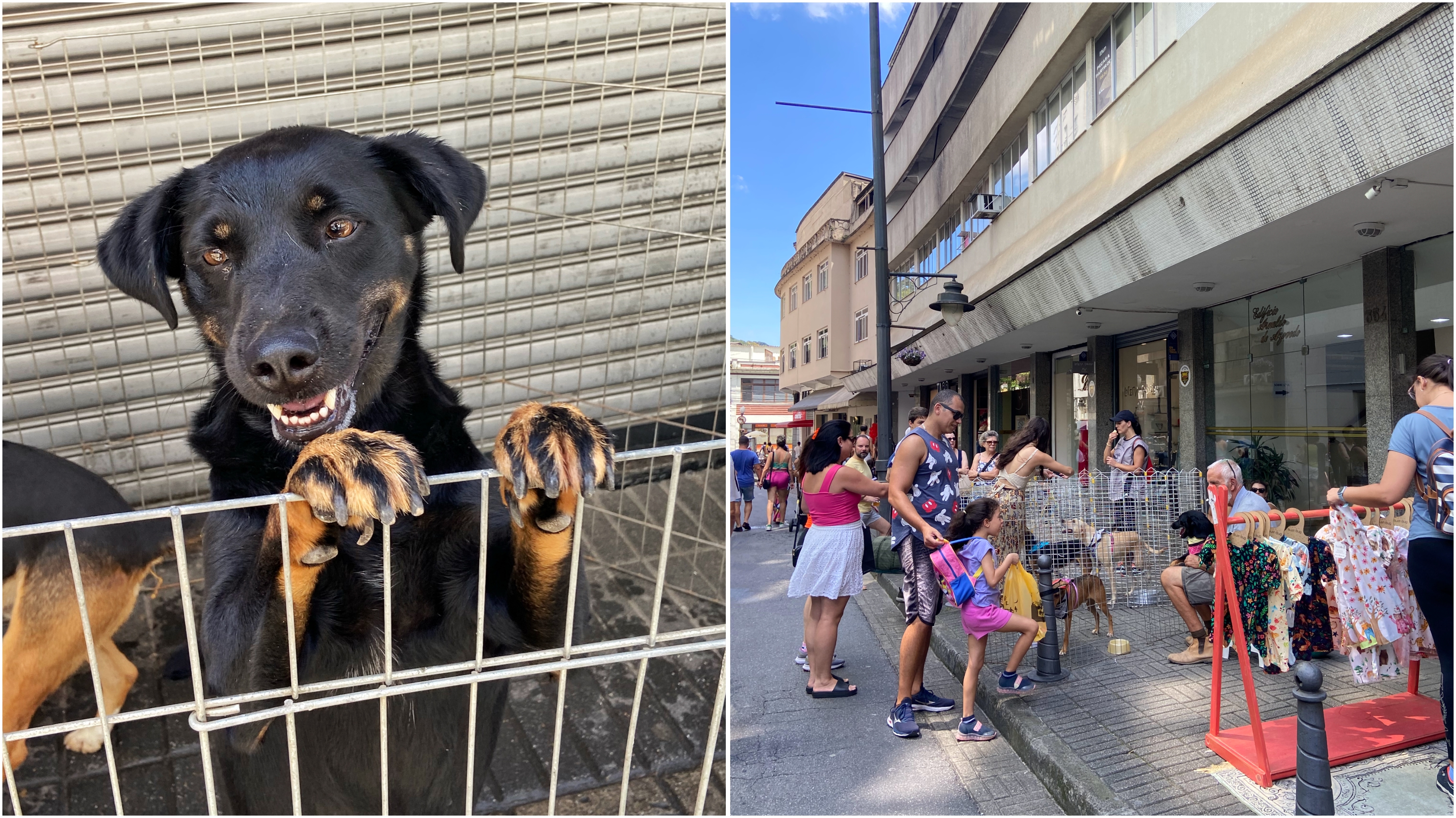 Feira de adoção da Dog’s Heaven